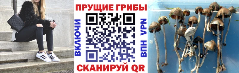 Псилоцибиновые грибы Psilocybe  где продают наркотики  Котово 